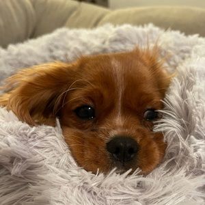 Meet your Posher, Tracey